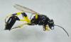 Sceliphron spirifex